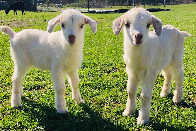 Farm Tour at Clover Brooke Llama/Alpaca/Goat Farm - Key highlights you’ll feel during the tour