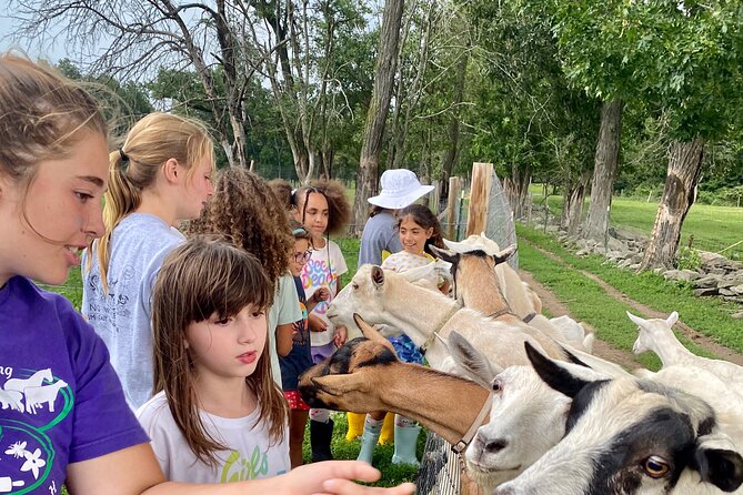 Farm Tour at Clover Brooke Llama/Alpaca/Goat Farm - Llamas, alpacas, sheep, and goats: more than a photo op
