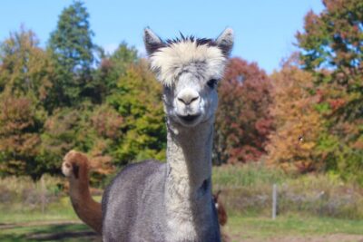 Farm Tour at Clover Brooke Llama/Alpaca/Goat Farm - What you do on the pasture walk (and why it matters)