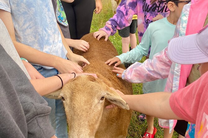 Farm Tour at Clover Brooke Llama/Alpaca/Goat Farm - Price and value: $21.50 for a guided animal experience