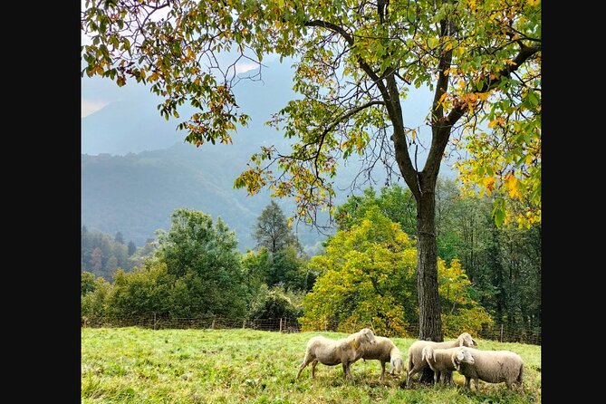 Farm Tour & Cooking Class: Discover the Flavors of Lake Como - The Cesarina Cooking Class: Techniques, Confidence, and Real Hosting