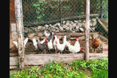 Farm Tour & Cooking Class: Discover the Flavors of Lake Como - On the Farm: Cheese, Honey, and Regional Delicacies
