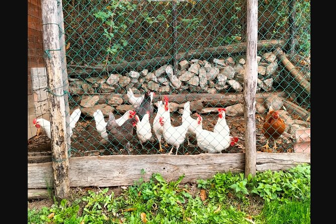 Farm Tour & Cooking Class: Discover the Flavors of Lake Como - On the Farm: Cheese, Honey, and Regional Delicacies