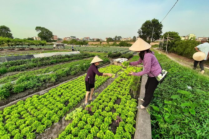 Farm tour & Home cooking class with local family in Hanoi - Meet your host at home: Bui Manh’s private cooking lesson