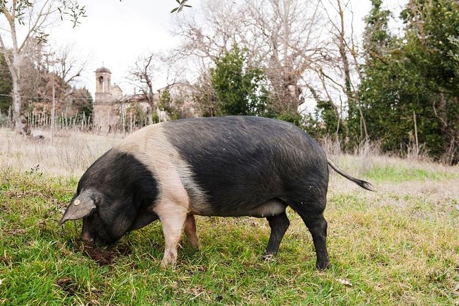 Farm Tour: the Cinta Senese Tuscan pig - Key Highlights You Should Care About