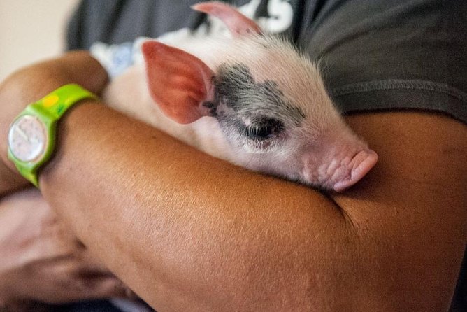Farm Tour: the Cinta Senese Tuscan pig - Meeting the Pigs: The Part You’ll Actually Remember