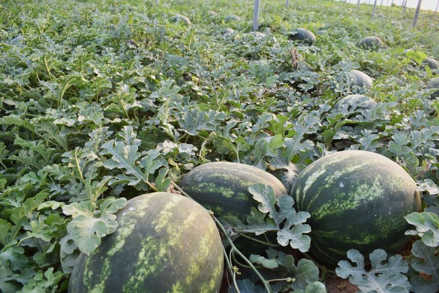 Farm Tour with Cheese-Making, Olive Oil Tasting & Picnic - Price and value: what $60 really buys you