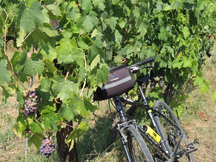 Florence: Chianti Hills Bike Tour with Farm Lunch & Wine - Who this Chianti Hills bike tour suits (and who should skip it)