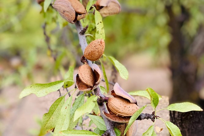 Food Experience at our Farm in Noto Hills - Key things to know before you go