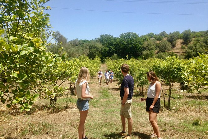 Food Experience at our Farm in Noto Hills - Lunch in the shade: farm-to-table, shared table, and simple Sicilian comfort