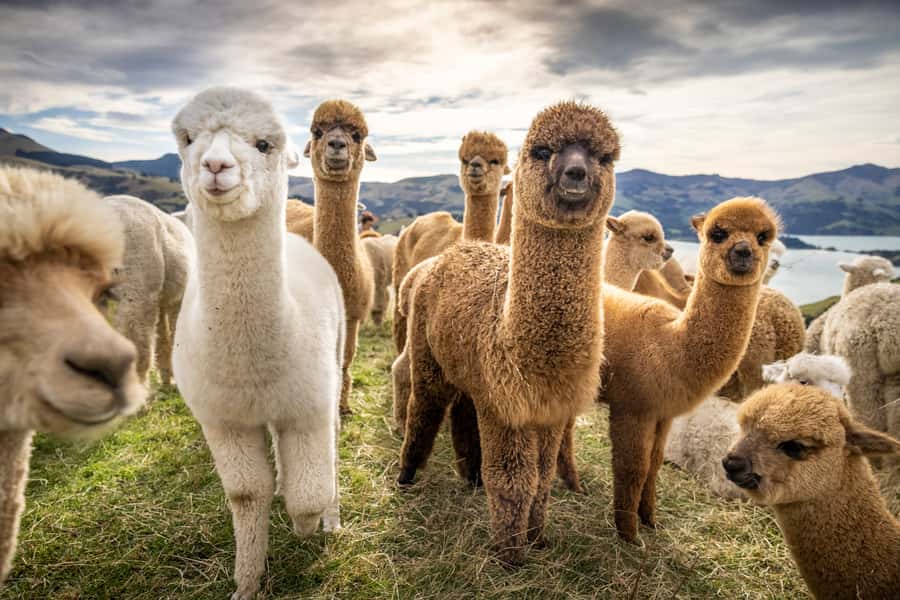 From Baku: Shamakhi City and Alpaca Farm Tour - Key moments worth planning for