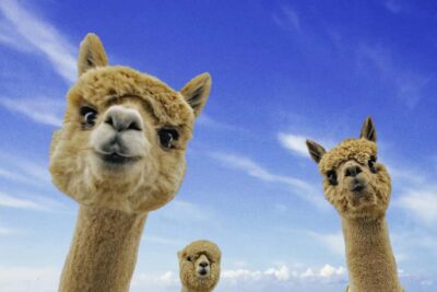 From Baku: Shamakhi City and Alpaca Farm Tour - Pickup, timing, and how to show up prepared