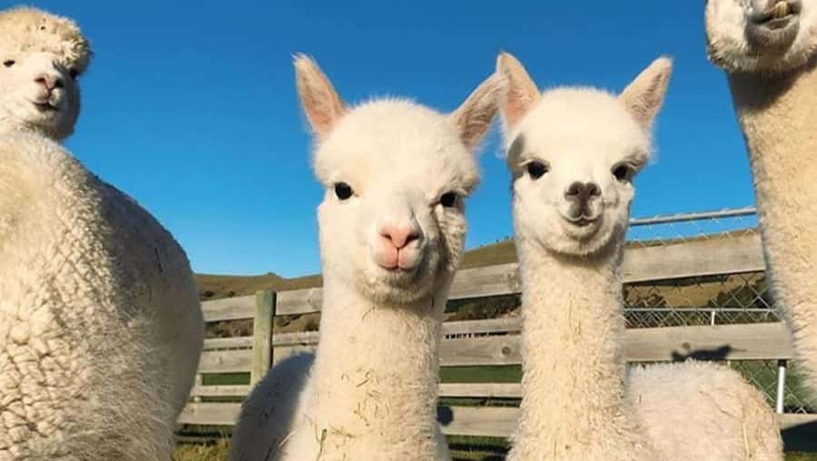 From Baku: Shamakhi City and Alpaca Farm Tour - Who this tour is best for