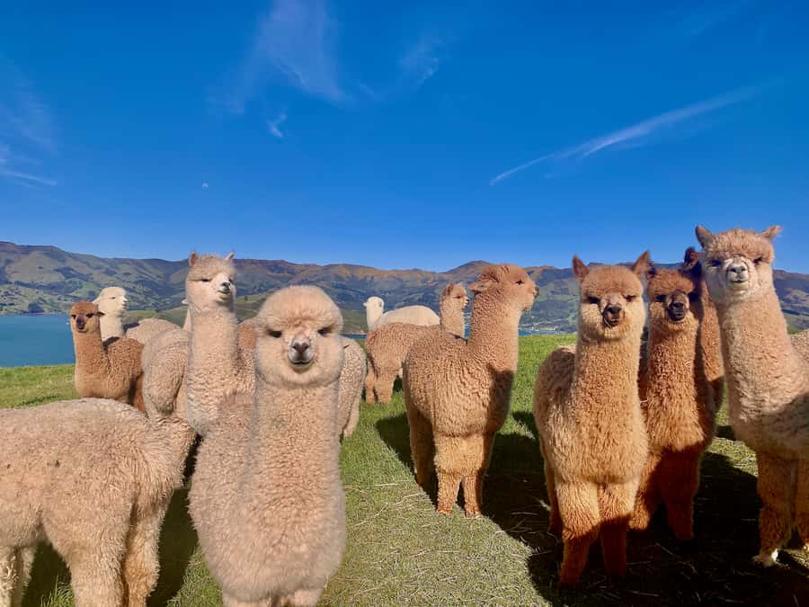From Baku: Shamakhi City and Alpaca Farm Tour - Tips to make your day smoother