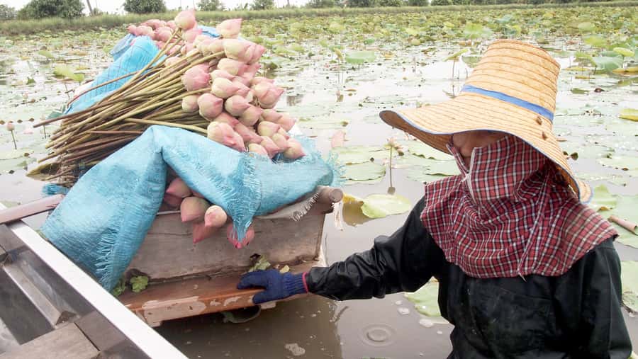 From Bangkok: Mahasawat Canal and farm with Lunch - Key things to know before you go