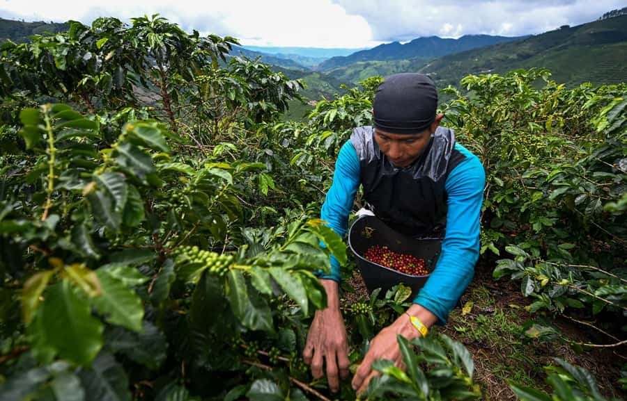 From Bogota: 5 hour guided coffe farm tour - All included - What really makes this tour tick
