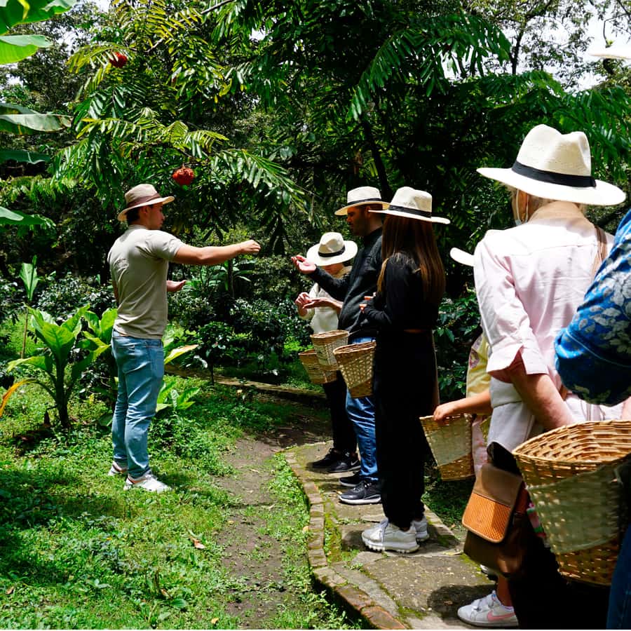 From Bogotá: Coffee Farm and Tequendama Falls Tour - From Bogotá hotel pickup to the south: what the day feels like