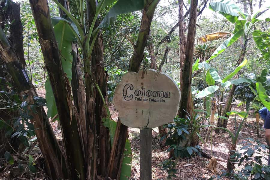 From Bogotá: Coffee Farm Experience Private Day Tour - Hacienda Coloma: The Estate Walk You’ll Remember
