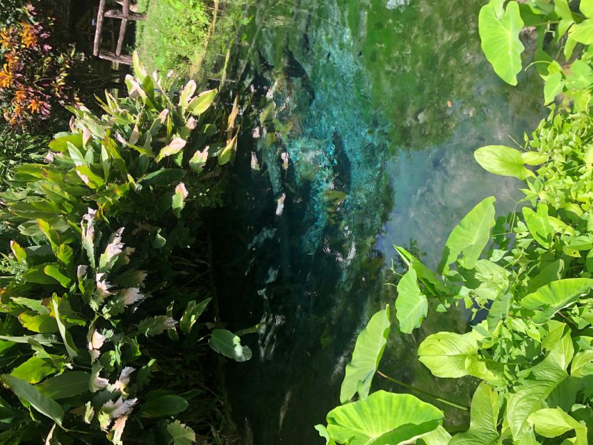 From Chiang Mai: Temples, Sticky Waterfall, and Orchid Farm - Price and value: what $80 really covers in Chiang Mai