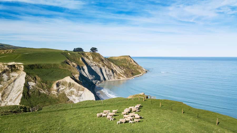 From Christchurch: Sheep Farm Experience with Lunch & Winery - Why a working sheep farm beats the usual animal visit