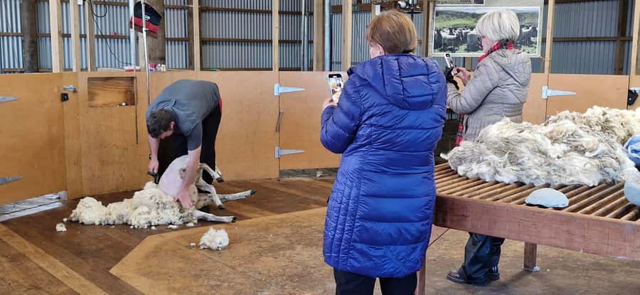 From Christchurch: Sheep Farm Experience with Lunch & Winery - Price and value: what $176 really buys you