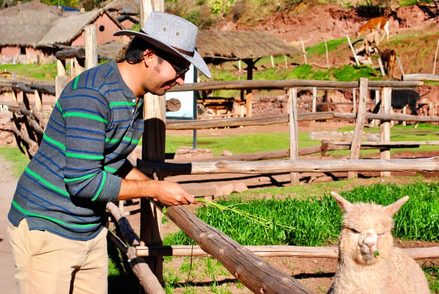 From Cusco: Private Pisac Ruins and Alpaca Farm Day Trip - Pisac Archaeological Park: Religious-Sector Ruins and Sacred Valley Views