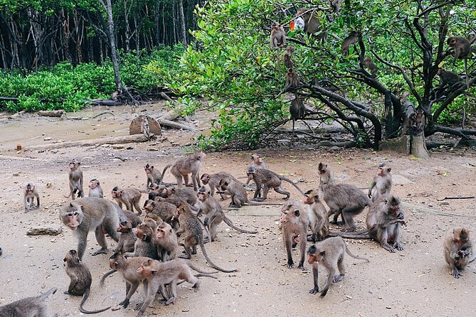 From Ho Chi Minh: Can Gio Trek – Monkey Island & Crocodile Farm - Crocodiles at Hoa Ca: worth seeing, with realistic expectations