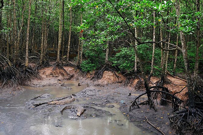 From Ho Chi Minh: Can Gio Trek – Monkey Island & Crocodile Farm - Rung Sac Military Base: the history stop that changes how you see the area