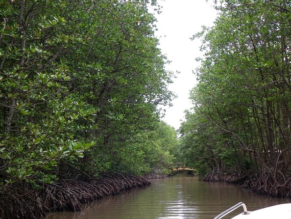 From Ho Chi Minh: Can Gio Trek – Monkey Island & Crocodile Farm - Monkey Island rules: how to enjoy the chaos (without losing stuff)