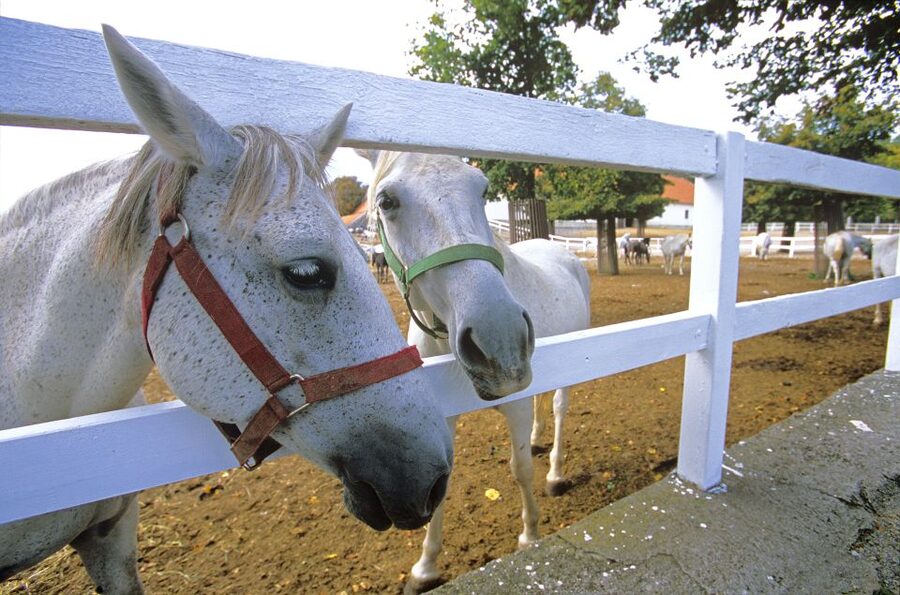 From Ljubljana: Lipica Stud Farm and Piran Full-Day Tour - Lipica Stud Farm: 400 years of Lipizzaner breeding