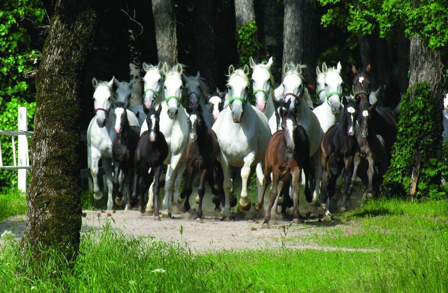 From Ljubljana: Lipica Stud Farm and Piran Full-Day Tour - Price and value: what $111 covers, and what it doesn’t