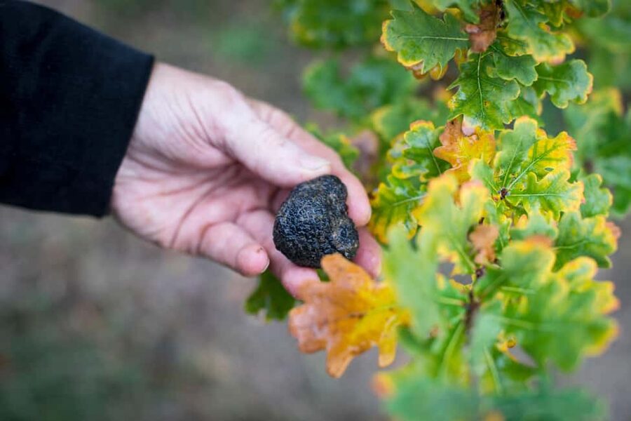 From location: Truffle farm visit, culinary workshop, meal - Stop 4: the truffle tasting menu with wine and coffee (45 minutes)