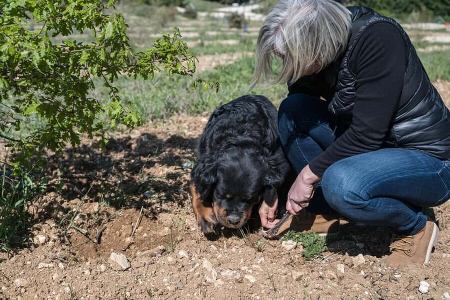 From location: Truffle farm visit, culinary workshop, meal - Who this is best for (and who should rethink it)