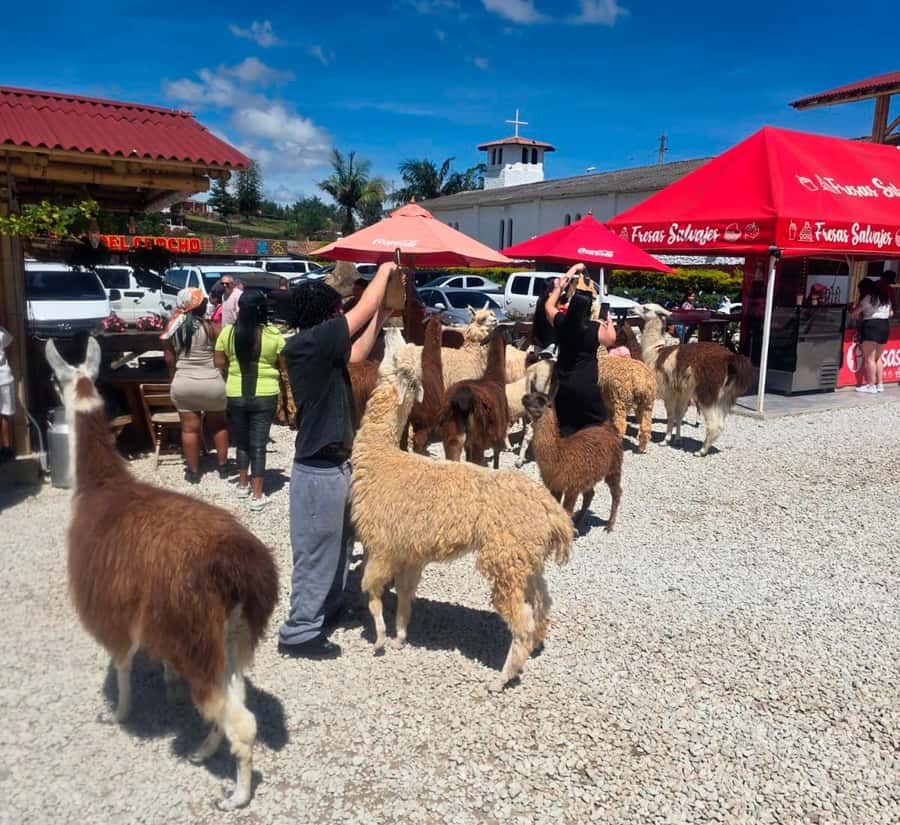 From Medellin: Guatapé & Peñol Rock with Boat & farm animals - Peñol-Guatapé Dam and the reservoir boat ride: where the views come alive