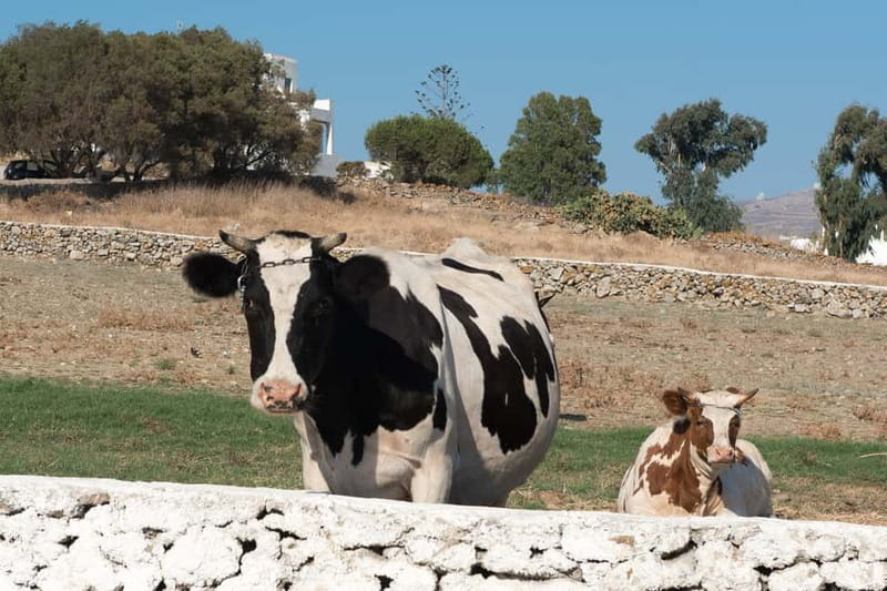 From Mykonos: Ano Mera Farm Tour - Key Things to Know Before You Go
