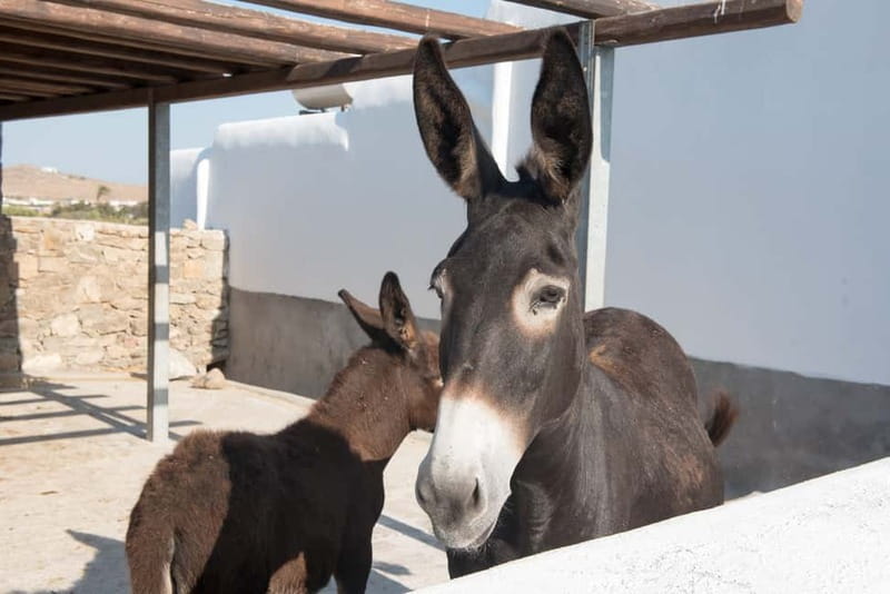 From Mykonos: Ano Mera Farm Tour - Ano Mera Farm Tour: A Real-Work Side of Mykonos