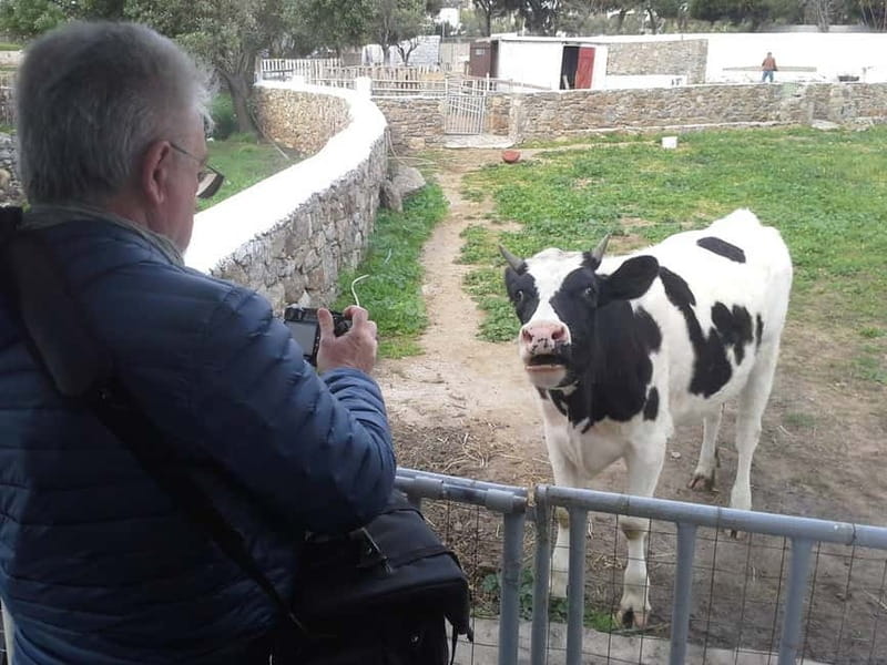 From Mykonos: Ano Mera Farm Tour - Meeting the Superintendent: What You Learn on Arrival