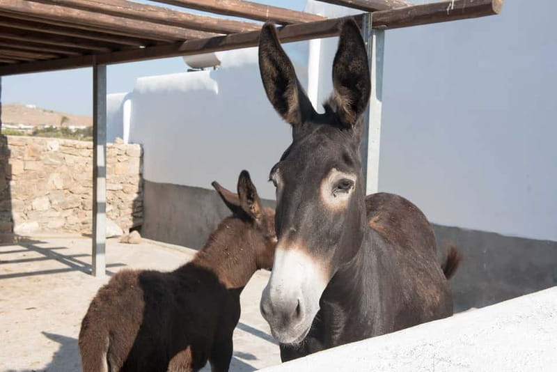 From Mykonos: Ano Mera Farm Tour - Animal Time: See Them Up Close, Not as a Performance