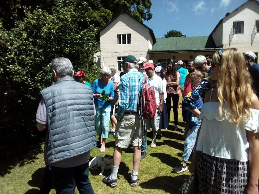 From Nairobi: Kiambethu Tea Farm Tour & Lunch - The Tea Plantation Walk: How Export-Driven Farming Changes the Story