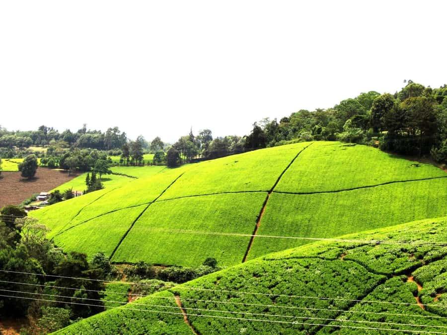 From Nairobi: Kiambethu Tea Farm Tour & Lunch - The Nairobi Drive: Timing, Comfort, and What to Plan For