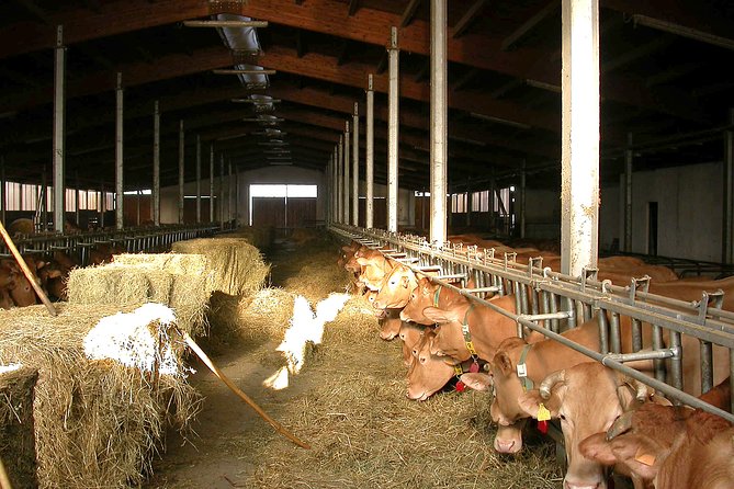 From Parma: Parmigiano Reggiano Farm Tour & Tasting with Transfer - Consortium tests: hammering and fire branding, explained without mystique
