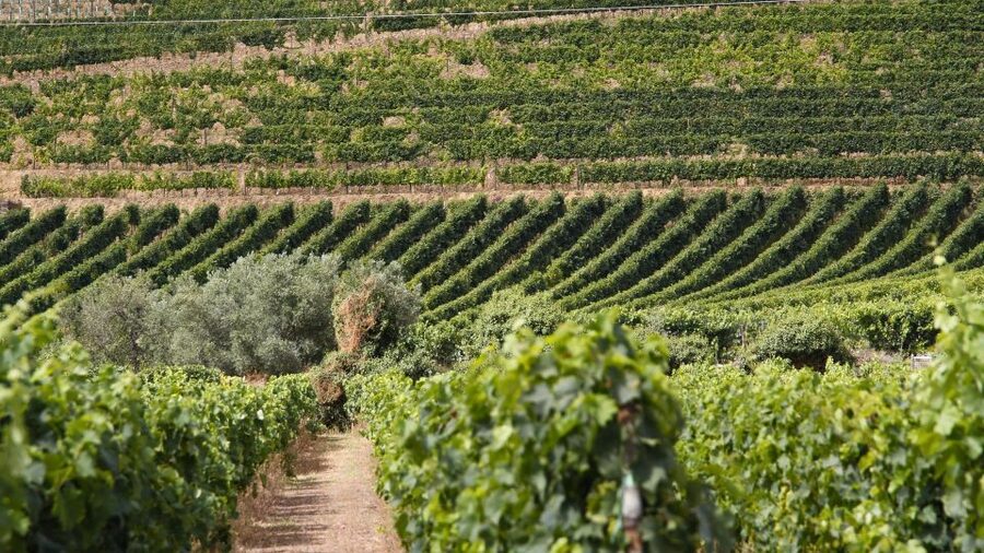 From Porto: 2 Wine Regions, Farm Lunch, and Boat Ride - Pinhão Rabelo cruise: the 50 minutes you’ll remember