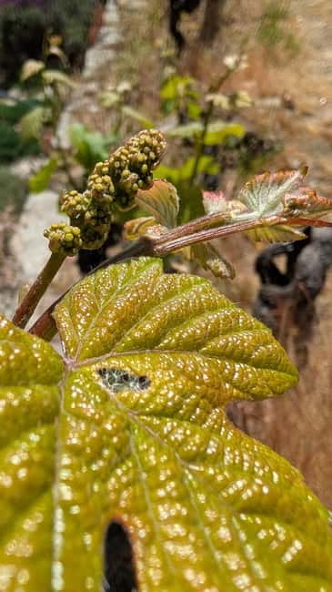 From Porto: 2 Wine Regions, Farm-to-Table Lunch & Boat - Starting in Amarante and Vinho Verde: Smoked Meats, Cheese, and Green Wine