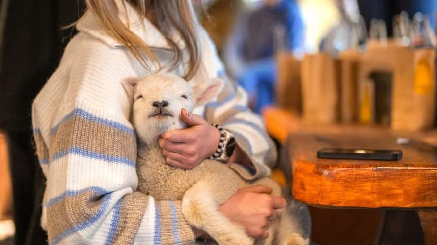 From Queenstown: Coach, Farm Tour & Milford Nature Cruise - A One-Stop Fiordland Day: Farm Life in Te Anau and Milford Sound