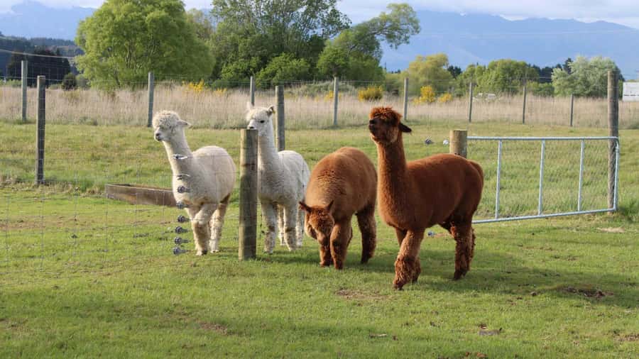 From Queenstown: Coach, Farm Tour & Milford Nature Cruise - Milford Sound Cruise Details: Indoor Windows, Outdoor Decks, and Wildlife Chances