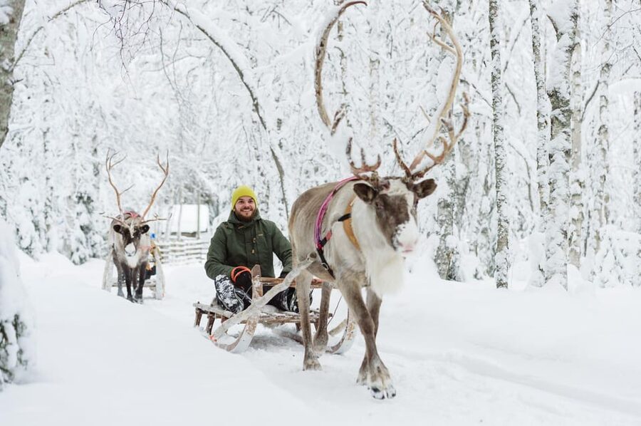 From Rovaniemi: Husky and Reindeer farm with sled ride - Husky farm time: safety first, then cuddles and the sled