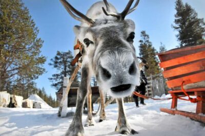 From Rovaniemi: Reindeer Farm Visit with Sleigh Ride - Meeting the Reindeer and Learning the Sámi Connection