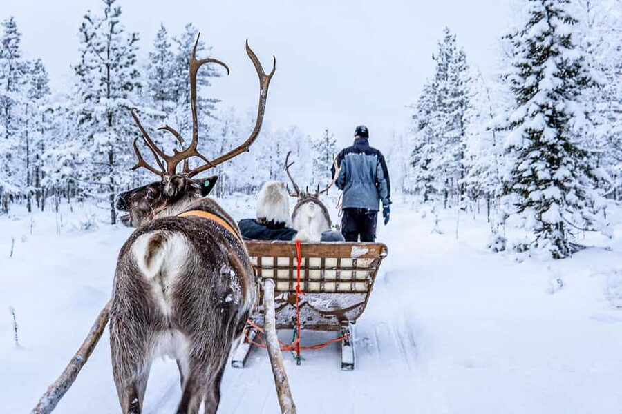 From Rovaniemi: Reindeer Farm Visit with Sleigh Ride - Animal Welfare and Tour Pace: What to Watch For
