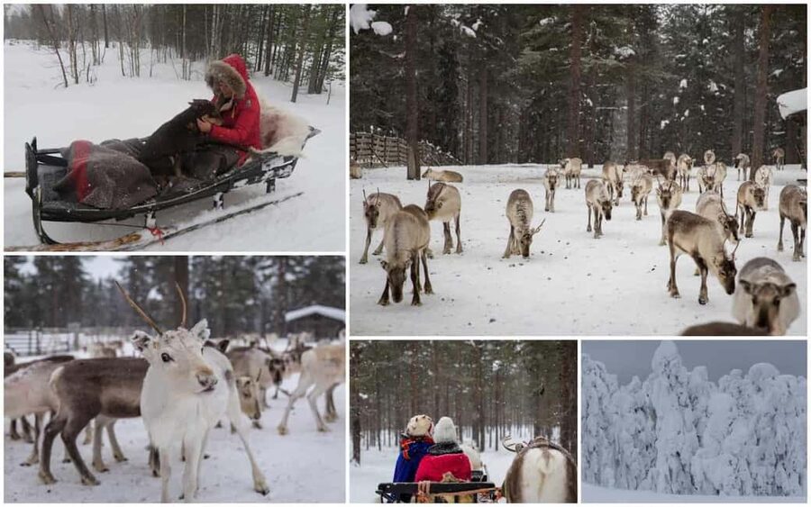From Rovaniemi: Reindeer Farm Visit with Sleigh Ride - What to Bring (So You Don’t Cut Your Day Short)