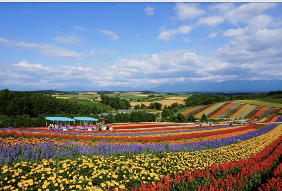 From Sapporo : Hokkaido Furano Tomita Farm Joiner Tour - Key Things I’d Watch For on This Sapporo to Hokkaido Tour